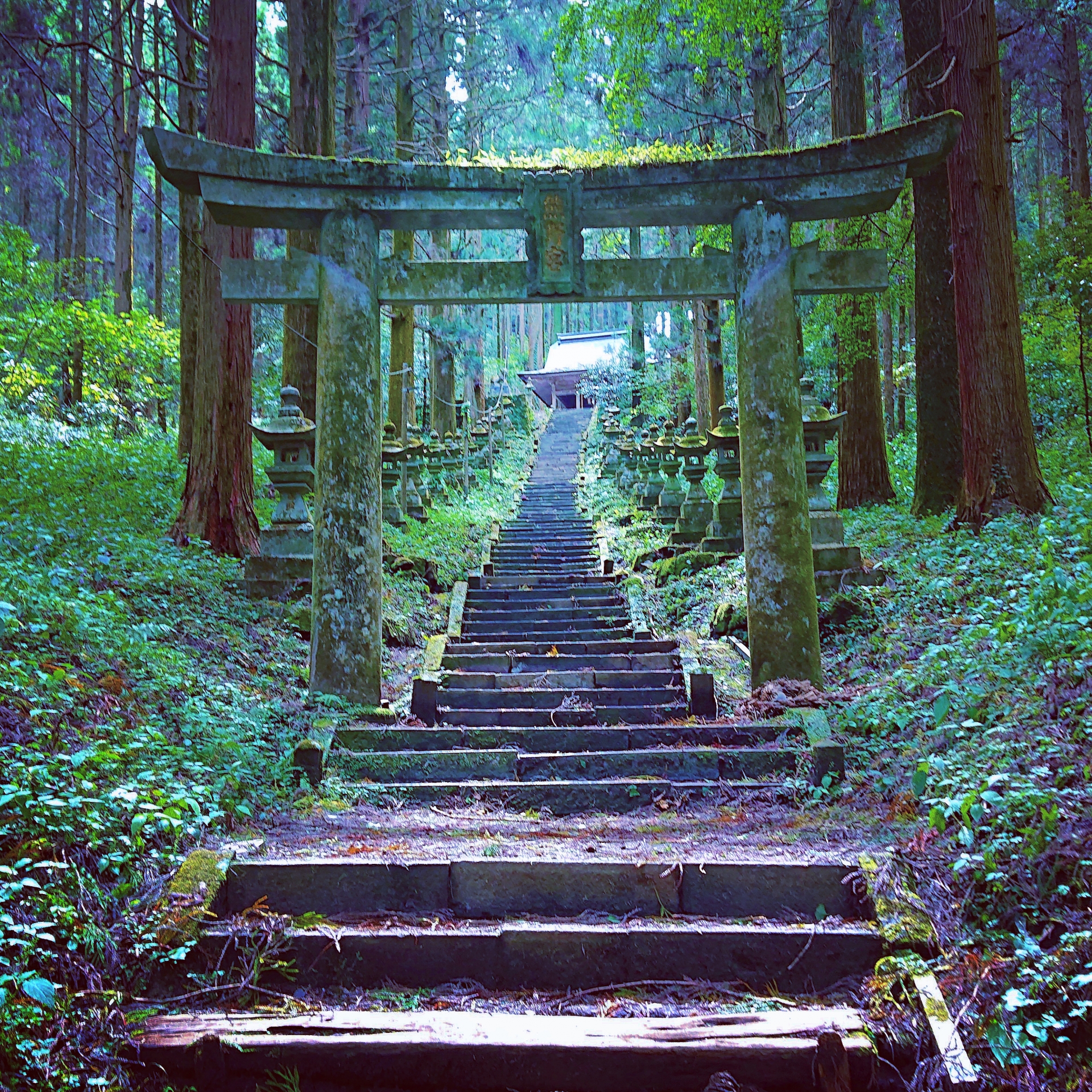 가미시키미 쿠마노 신사의 이끼 낀 석계단